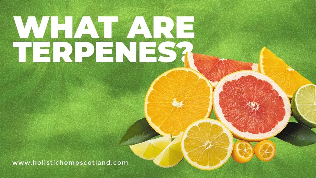 What Are Terpenes?